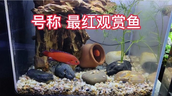 紅觀賞魚五言詩（紅寶石魚的養(yǎng)殖技術(shù)與特點(diǎn)觀賞魚的種類與特點(diǎn)） 委內(nèi)瑞拉奧里諾三間魚 第1張