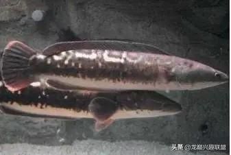 龍魚老爬缸怎么辦（龍魚為什么老是爬缸，是不是水質(zhì)問題導(dǎo)致龍魚頻繁爬缸）