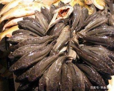 海象魚品種（海象魚是什么？）