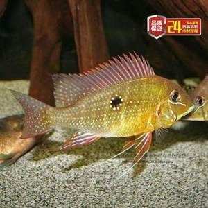 關(guān)刀魚(yú)多少錢(qián)一條（關(guān)刀魚(yú)價(jià)格范圍）