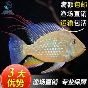 關(guān)刀魚多少錢一條（關(guān)刀魚價(jià)格范圍） 魚缸等水族設(shè)備 第3張