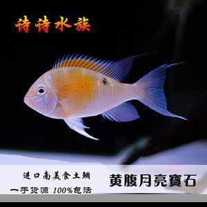 關(guān)刀魚多少錢一條（關(guān)刀魚價(jià)格范圍） 魚缸等水族設(shè)備 第4張