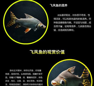 飛鳳魚優(yōu)缺點(diǎn)（南美洲水域生態(tài)揭秘飛鳳魚的飼養(yǎng)技巧飛鳳魚的飼養(yǎng)技巧） 龍魚專用燈 第4張