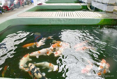 觀賞魚如何（根據(jù)搜索結果整理的觀賞魚飼養(yǎng)方法）