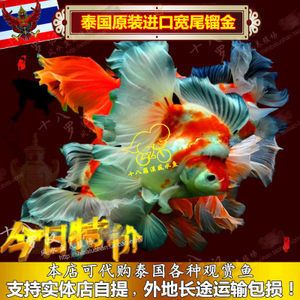 觀賞魚實體店多少錢（開設(shè)一家觀賞魚實體店的啟動營銷策略包括以下幾個因素） 電鰻 第4張