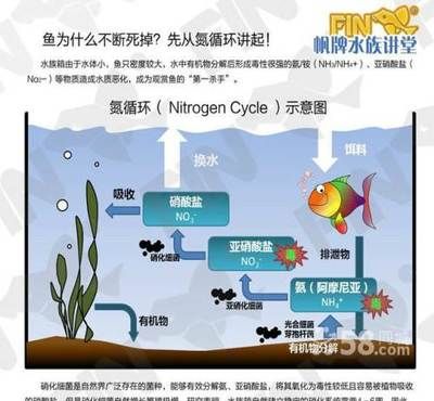 觀賞魚寄養(yǎng)服務(wù)流程（觀賞魚寄養(yǎng)服務(wù)流程主要包括以下幾個步驟）