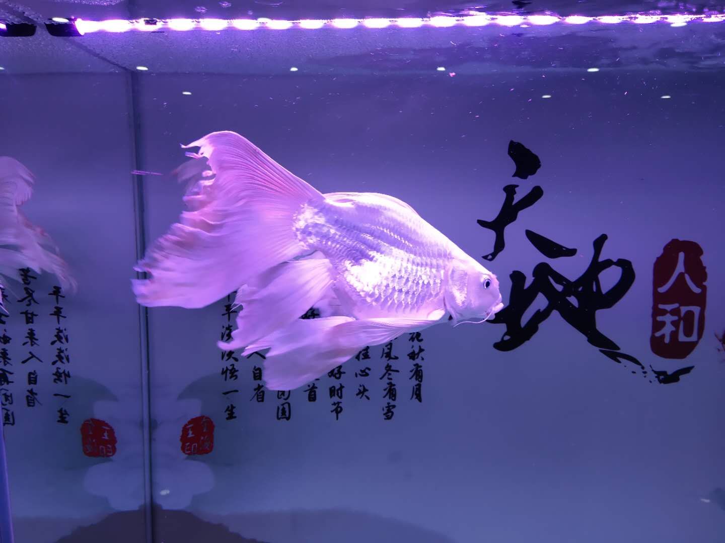 觀賞魚平平的飼養(yǎng)方法有哪些（關(guān)于觀賞魚平平的飼養(yǎng)方法） 申古三間魚 第3張