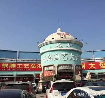 廣州大型水族市場(chǎng)在哪里（廣州大型水族市場(chǎng)）