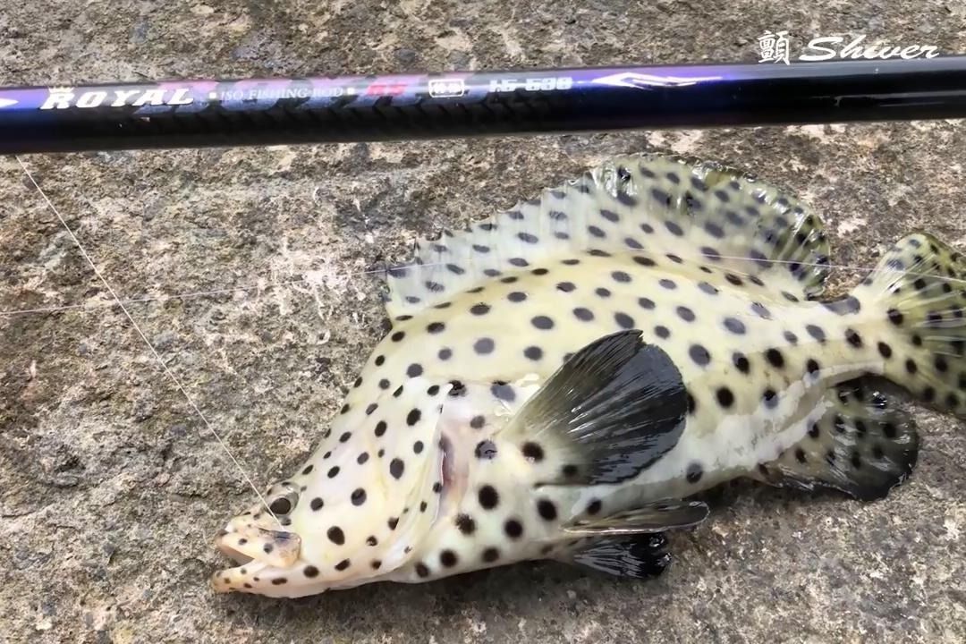 鳳凰斑魚(yú)（鳳凰山斑魚(yú)是什么魚(yú)）