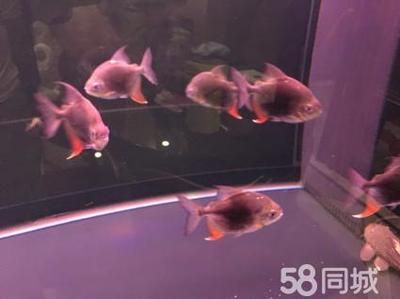 黑桃a魚好養(yǎng)嗎（觀賞魚的世界，黑桃a魚的獨(dú)特魅力） 電鰻 第1張