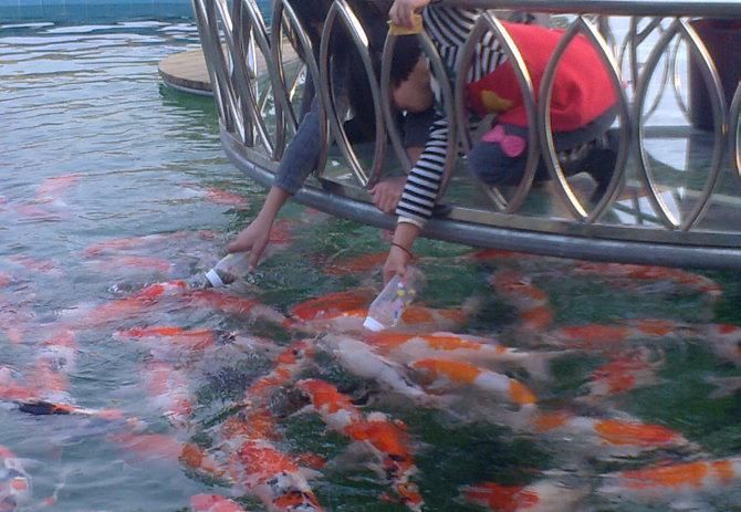 海南觀賞魚碼頭（海南海南觀賞魚碼頭的文化意義） 斑馬鴨嘴魚 第4張