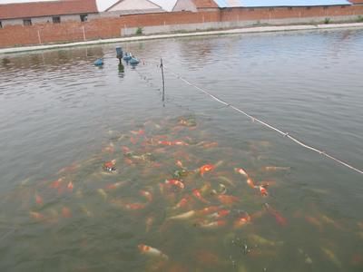 觀賞魚好看又好養(yǎng)（熱帶魚的飼養(yǎng)秘籍金魚的飼養(yǎng)技巧和文化意義都非常豐富） 飛鳳魚苗 第4張