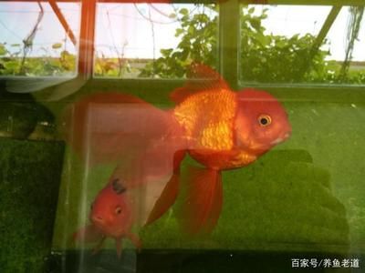 觀賞魚(yú)紅色變黑怎么回事?。ㄓ^賞魚(yú)紅色變黑可能是由于缺氧、水質(zhì)問(wèn)題、水質(zhì)變化）