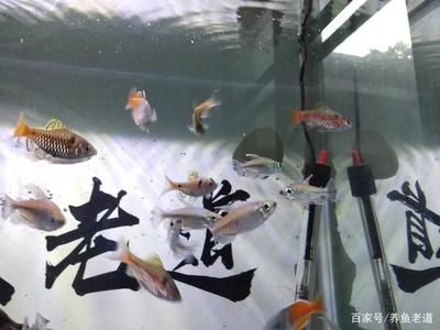 觀賞魚那些好養(yǎng)（觀賞魚的養(yǎng)護(hù)技巧） 伊罕水族 第1張