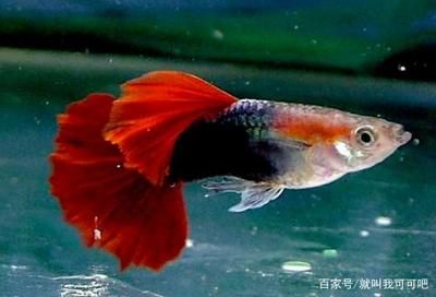 黑色的觀賞魚 紅色的尾巴叫什么（月光魚的養(yǎng)殖秘籍月光魚以其夢幻般的色彩和優(yōu)雅的游姿深受愛好者喜愛）