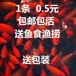 花草觀賞魚吃什么（花草觀賞魚的飼料選擇） 祥龍水族濾材/器材 第1張