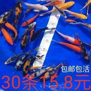 花草觀賞魚吃什么（花草觀賞魚的飼料選擇） 祥龍水族濾材/器材 第2張