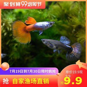 觀賞魚(yú)直播間賣(mài)魚(yú)是真的嗎（觀賞魚(yú)可以在直播間的平臺(tái)上進(jìn)行銷(xiāo)售嗎？） 細(xì)線銀板魚(yú)苗 第1張