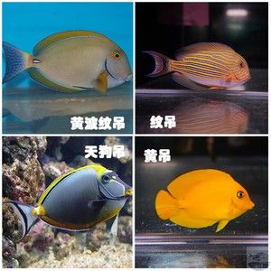 和尚魚叫什么名字（和尚魚和海和尚是兩種不同的魚類） 祥龍水族濾材/器材 第4張