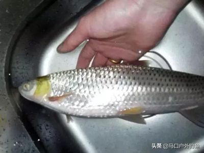 紅眼魚價(jià)格（武夷山紅眼魚價(jià)格）