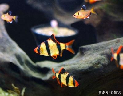 北方觀賞魚的種類（北方地區(qū)的觀賞魚種類） 仟湖 第3張