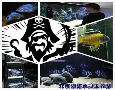 好玩的觀賞魚有哪些（觀賞魚的養(yǎng)護(hù)秘籍養(yǎng)護(hù)秘籍養(yǎng)魚不僅僅是一項愛好更是一門學(xué)問） 巴卡雷龍魚 第3張