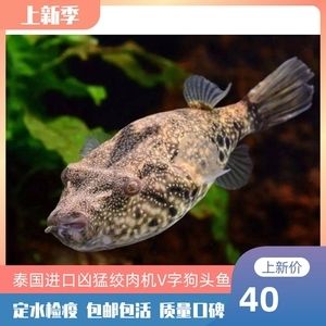 淡水河豚觀賞魚好養(yǎng)嗎（淡水河豚觀賞魚的養(yǎng)護方法）