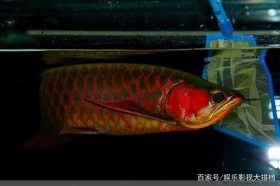 紅色海水觀賞魚（海水觀賞魚的飼養(yǎng)技巧） 黑桃A魚苗 第3張