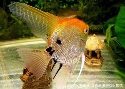 紅色海水觀賞魚（海水觀賞魚的飼養(yǎng)技巧） 黑桃A魚苗 第2張