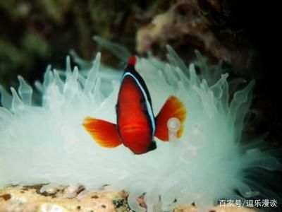 紅色海水觀賞魚（海水觀賞魚的飼養(yǎng)技巧）