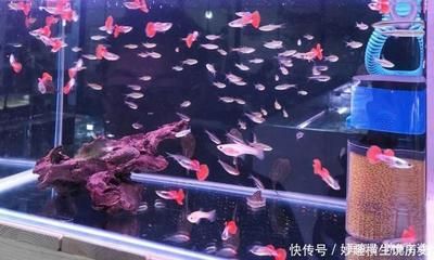 觀賞魚集體死亡原因是什么（觀賞魚死亡的原因） 水族問答 第3張