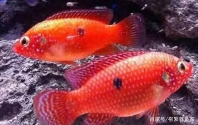 觀賞魚集體死亡原因是什么（觀賞魚死亡的原因） 水族問答 第1張