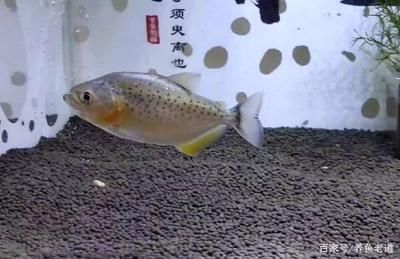 觀賞魚集體死亡原因是什么（觀賞魚死亡的原因） 水族問答 第4張