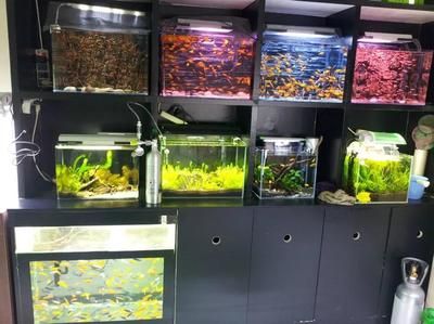 觀賞魚連鎖店排名前十名品牌（尋找觀賞魚連鎖店排名前十名品牌的答案時可以從多個角度進行考量） 馬來西亞燕窩 第3張