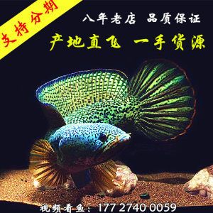 大型熱帶觀賞魚視頻（大型熱帶觀賞魚相關(guān)的視頻） 黃金夢(mèng)幻雷龍魚 第1張