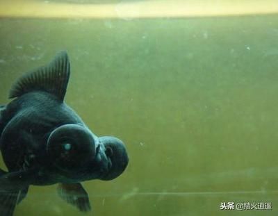 觀賞魚蒙眼病怎么治最好（如何治療觀賞魚蒙眼?。? title=