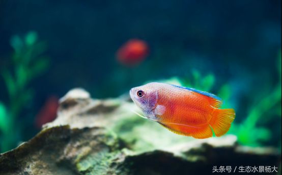 觀賞魚分為哪五類（觀賞魚的主要分類） 彩鰈魚缸（彩蝶魚缸） 第3張