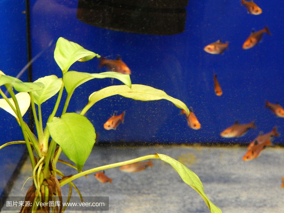 觀賞魚(yú)什么魚(yú)游速快（海洋生物速度之謎探索海洋生物速度之謎探索海洋生物的速度之謎） 觀賞魚(yú)飼料 第4張