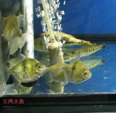 粗線銀板魚好不好養(yǎng)（粗線銀板魚飼養(yǎng)關(guān)鍵信息：粗線銀板魚飼養(yǎng)的關(guān)鍵信息）