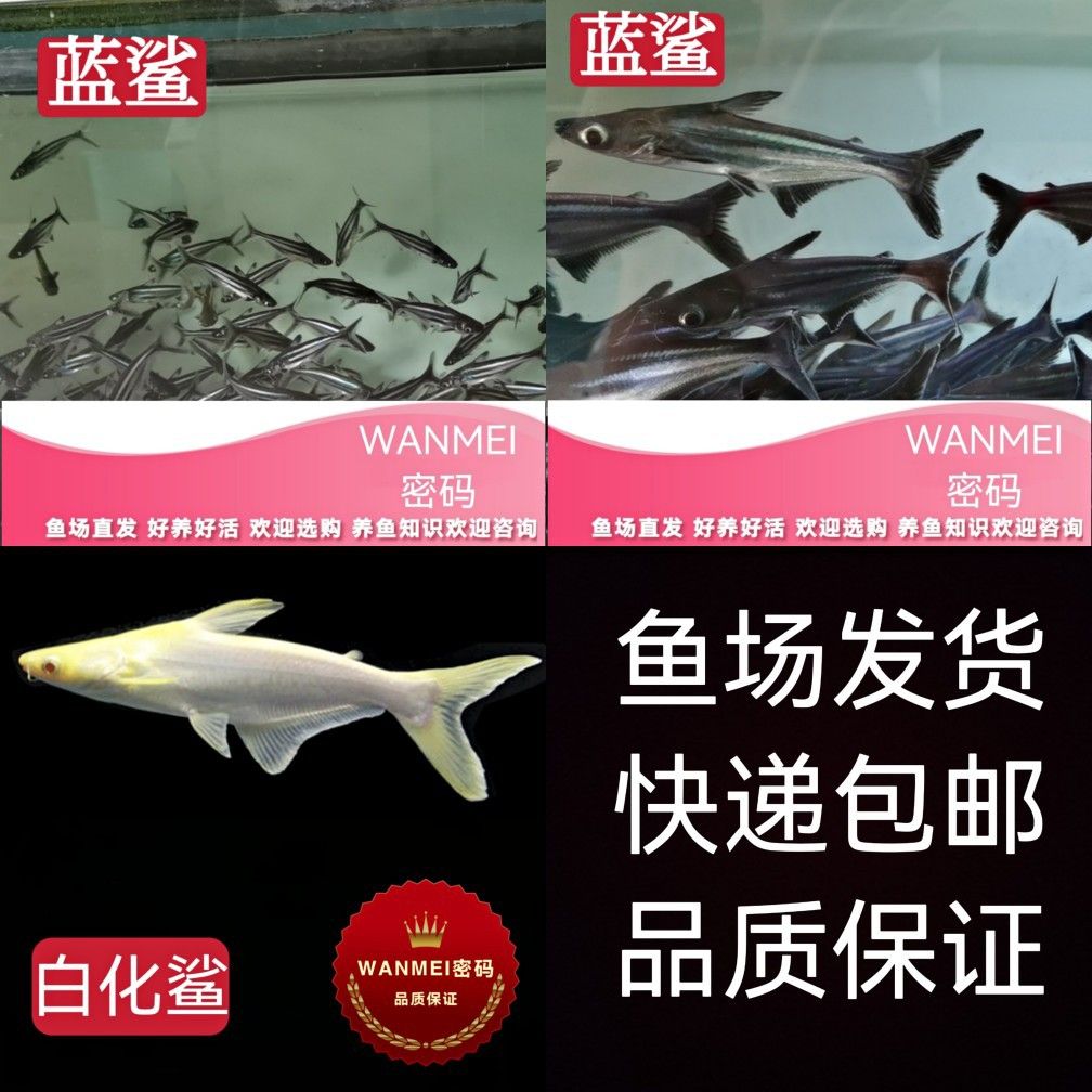 大白鯊魚苗（大白鯊魚苗價(jià)格是多少） 博特水族 第3張