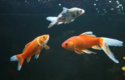 好看又便宜的觀賞魚(yú)（觀賞魚(yú)的養(yǎng)護(hù)秘籍） 肥料 第3張