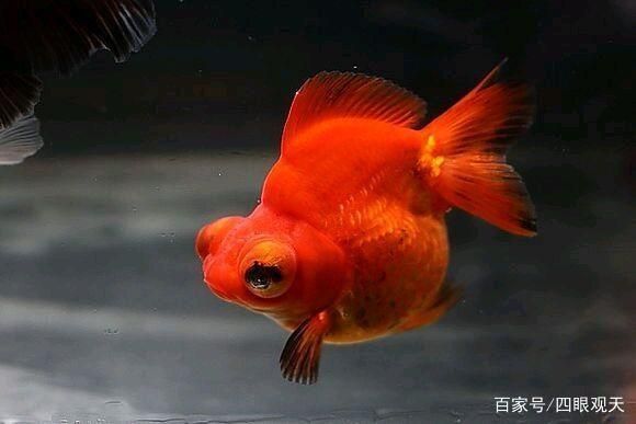 紅龍睛金魚（紅龍睛金魚是一種什么樣的魚？）