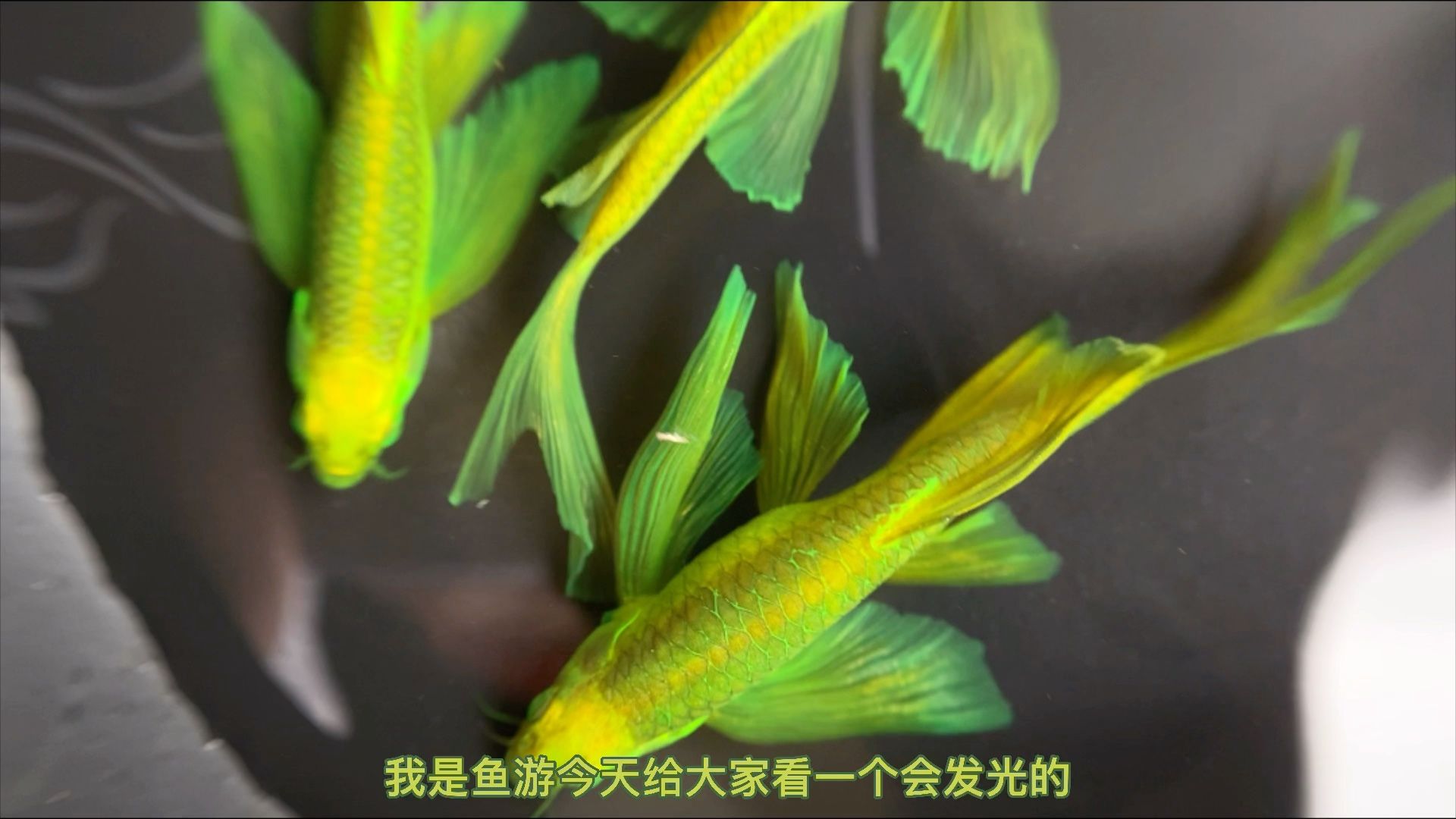 翡翠斑馬魚（翡翠斑馬魚怎么養(yǎng)？） 硝化細(xì)菌 第3張