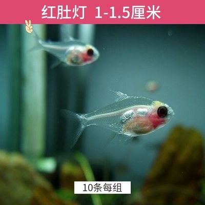 好養(yǎng)的小型觀賞魚淡水（好養(yǎng)的淡水魚有哪些？） 夢(mèng)幻雷龍魚 第1張