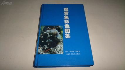 觀賞魚拍賣網(wǎng)（如果你想?yún)⑴c觀賞魚的拍賣） 進口元寶鳳凰魚 第4張