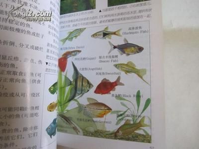 觀賞魚拍賣網(wǎng)（如果你想?yún)⑴c觀賞魚的拍賣） 元寶鳳凰魚百科 第3張