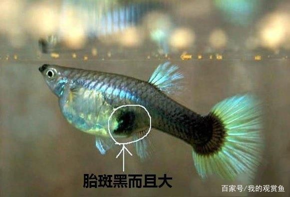 觀賞魚(yú)眼睛黑了怎么辦（如何處理觀賞魚(yú)眼睛變黑的問(wèn)題） 龍魚(yú)芯片掃碼器 第4張