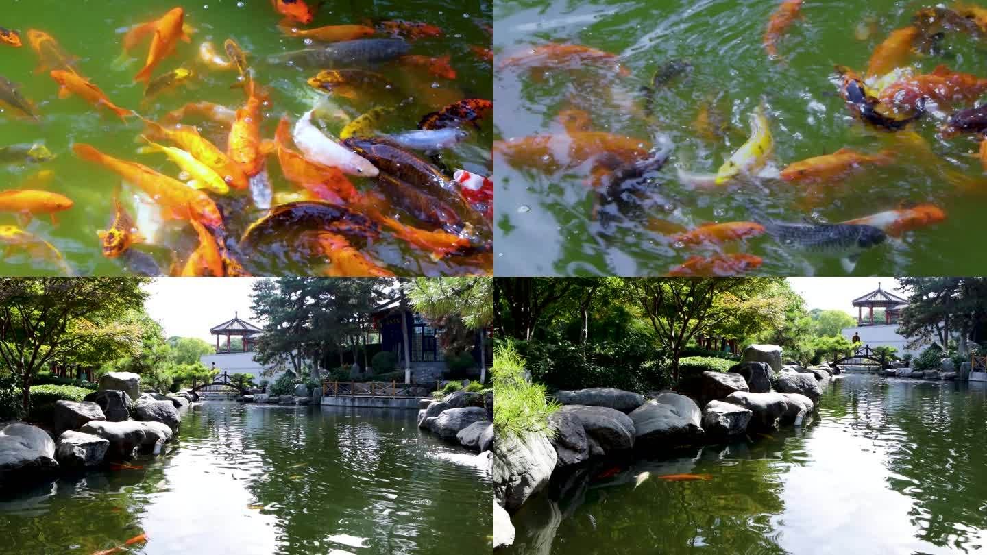 公園的觀賞魚可以隨便投喂嗎（公園的觀賞魚可以隨便投喂嗎？） 白子銀版魚 第1張