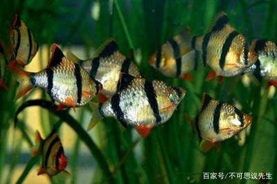 觀賞魚 熱帶 小型（如何飼養(yǎng)熱帶小型觀賞魚） 白子關(guān)刀魚苗 第2張