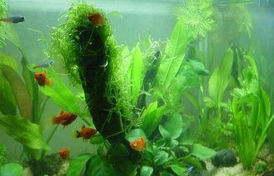 草金魚(yú)缸種什么草合適（如何在草金魚(yú)缸中種植水草）